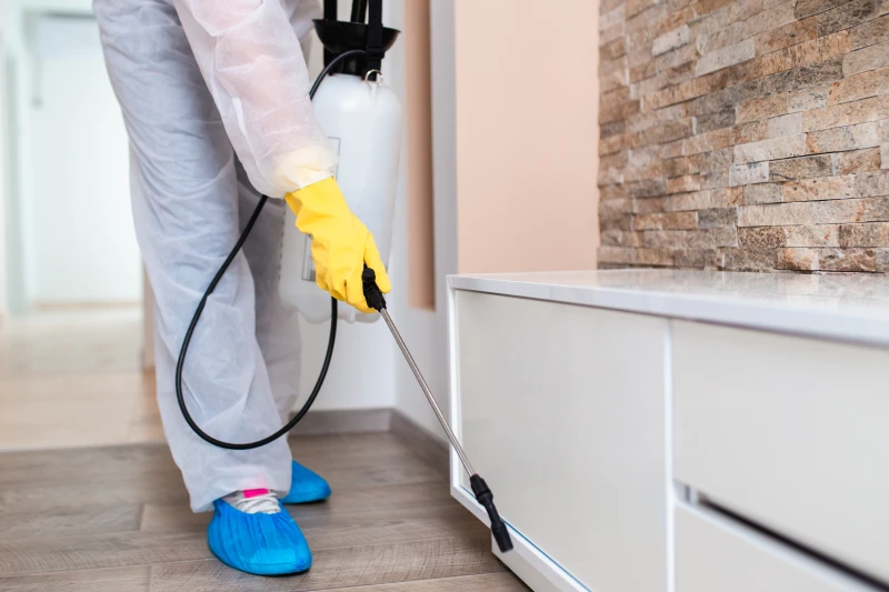 Professional pest removal to protect your property